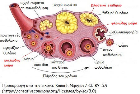eikona3