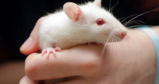 Θετικά αποτελέσματα από το εμβόλιο της Inovio για τον κορονοϊό σε ποντίκια και ινδικά χοιρίδια