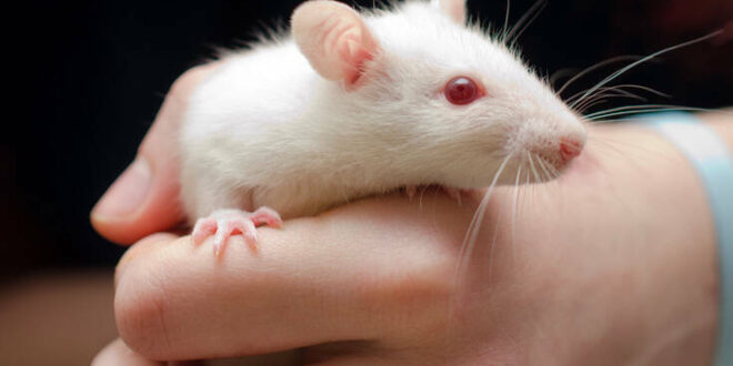 Θετικά αποτελέσματα από το εμβόλιο της Inovio για τον κορονοϊό σε ποντίκια και ινδικά χοιρίδια