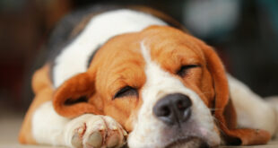 Ειδικό πρόγραμμα εκπαίδευσης σκύλων για να μυρίζουν τον κορονοϊό