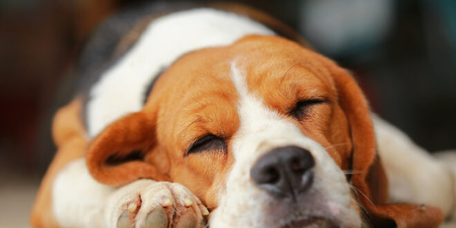Ειδικό πρόγραμμα εκπαίδευσης σκύλων για να μυρίζουν τον κορονοϊό