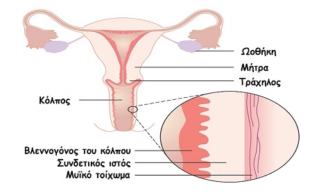ginaikeios kolpos 1