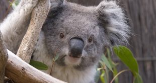 Αυστραλία: Κίνδυνος εξαφάνισης των κοάλα στη Νέα Νότια Ουαλία έως το 2050