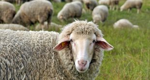 Αυξημένη επαγρύπνηση στις αρχές για επιβεβαιωμένη εστία καταρροϊκού πυρετού σε πρόβατα στη Βόρεια Μακεδονία