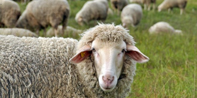 Αυξημένη επαγρύπνηση στις αρχές για επιβεβαιωμένη εστία καταρροϊκού πυρετού σε πρόβατα στη Βόρεια Μακεδονία