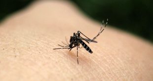 Ιός Δυτικού Νείλου: Τα μέτρα ατομικής προστασίας από τα κουνούπια