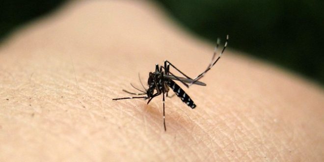 Ιός Δυτικού Νείλου: Τα μέτρα ατομικής προστασίας από τα κουνούπια
