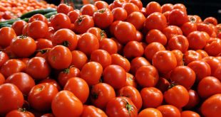 Σύκο και ντομάτα: Δύο φρούτα με υψηλή θρεπτική αξία