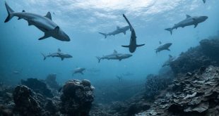 Μισό εκατομμύριο καρχαρίες κινδυνεύουν να θανατωθούν για το… εμβόλιο του κορονοϊού