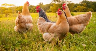 Εν μέσω πανδημίας κορονοϊού, η ΕΕ προειδοποιεί για ξεσπάσματα της γρίπης των πτηνών