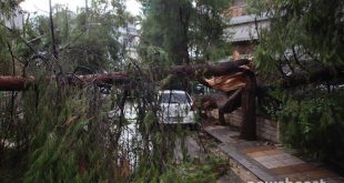 Σε ποιες περιοχές της Αττικής διακόπηκε η κυκλοφορία λόγω πτώσης δέντρων - «Μας βρήκε δύσκολη ημέρα» αναφέρει ο δήμαρχος Ηρακλείου