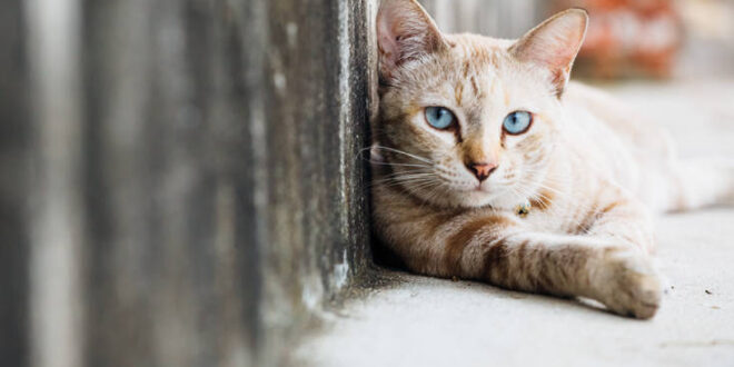 Meow Talk: Η εφαρμογή που βοηθά τους φίλους της γάτας να καταλάβουν τι... λέει