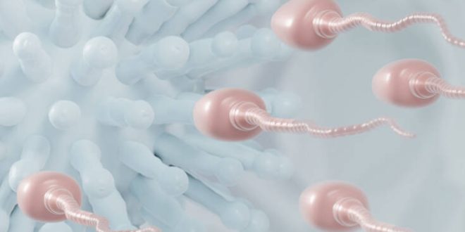Επιστήμονες συλλέγουν σπέρμα από ασθενείς με κορονοϊό - Εξετάζονται πιθανές επιπτώσεις σε απογόνους