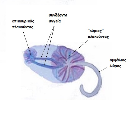 plakoudas2