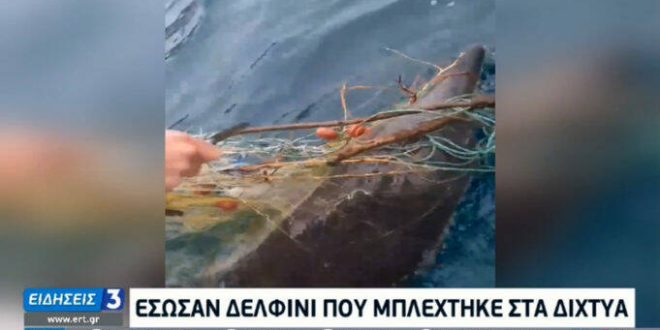 Ηράκλειο: Έσωσαν δελφίνι που είχε εγκλωβιστεί σε ξεχασμένα δίχτυα