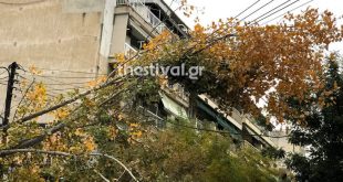 Θεσσαλονίκη: Πεσμένα δέντρα και πλημμυρισμένοι δρόμοι - Δείτε τις εικόνες