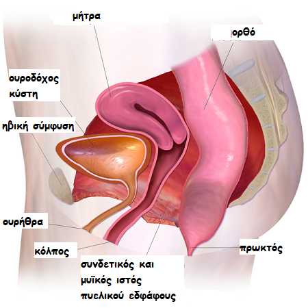 inomioma2