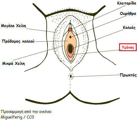 aidoio morfologia