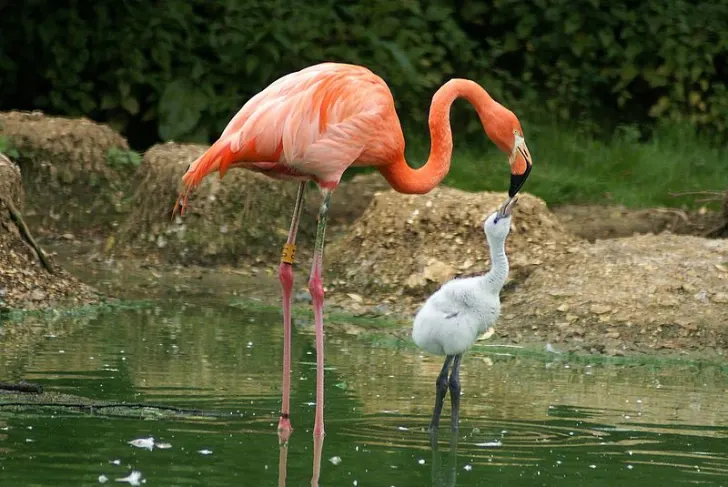 baby flamingo