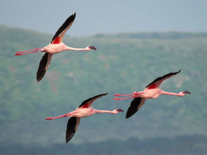 flamingos in flight
