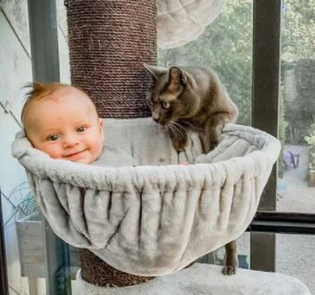 Instagram@cattreeking