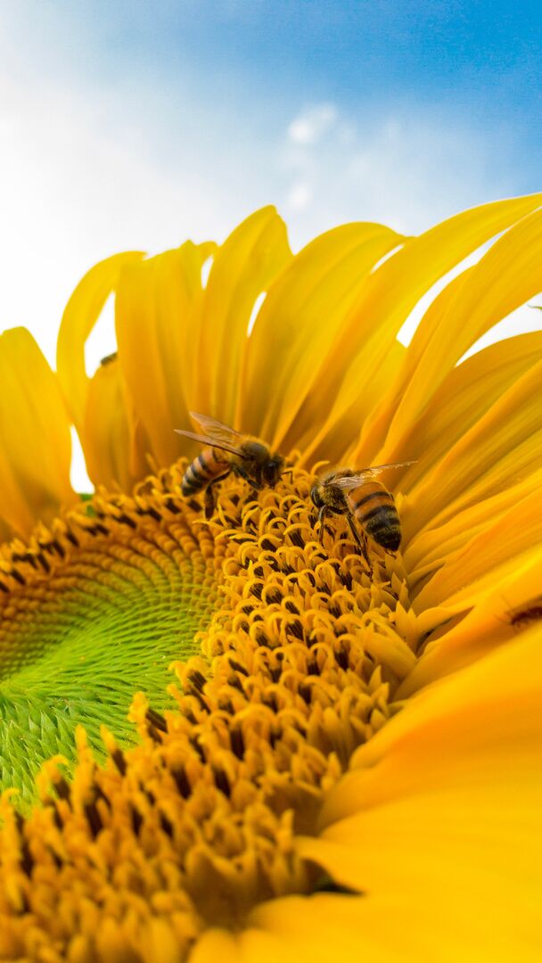bee