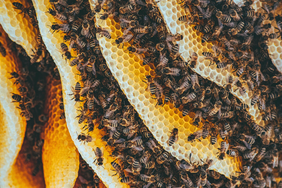 honey bees
