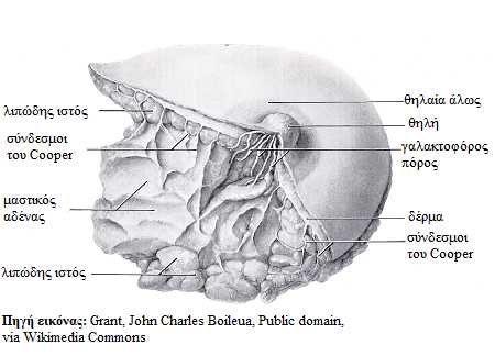 mastos ptosi1