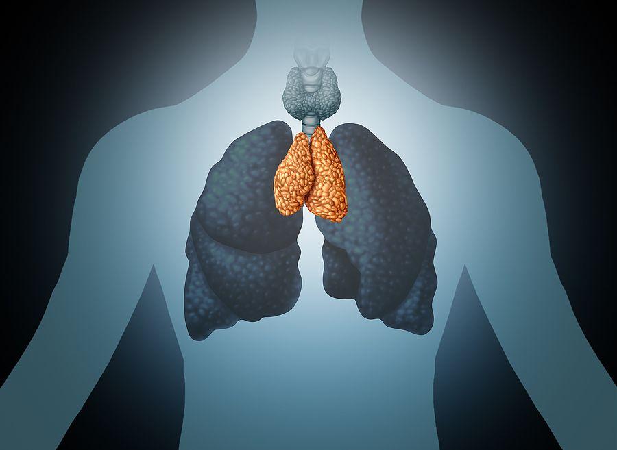 Thymus Human Organ And Gland Anatomy With Lungs And Thyroid In A 3d Illustration Style.