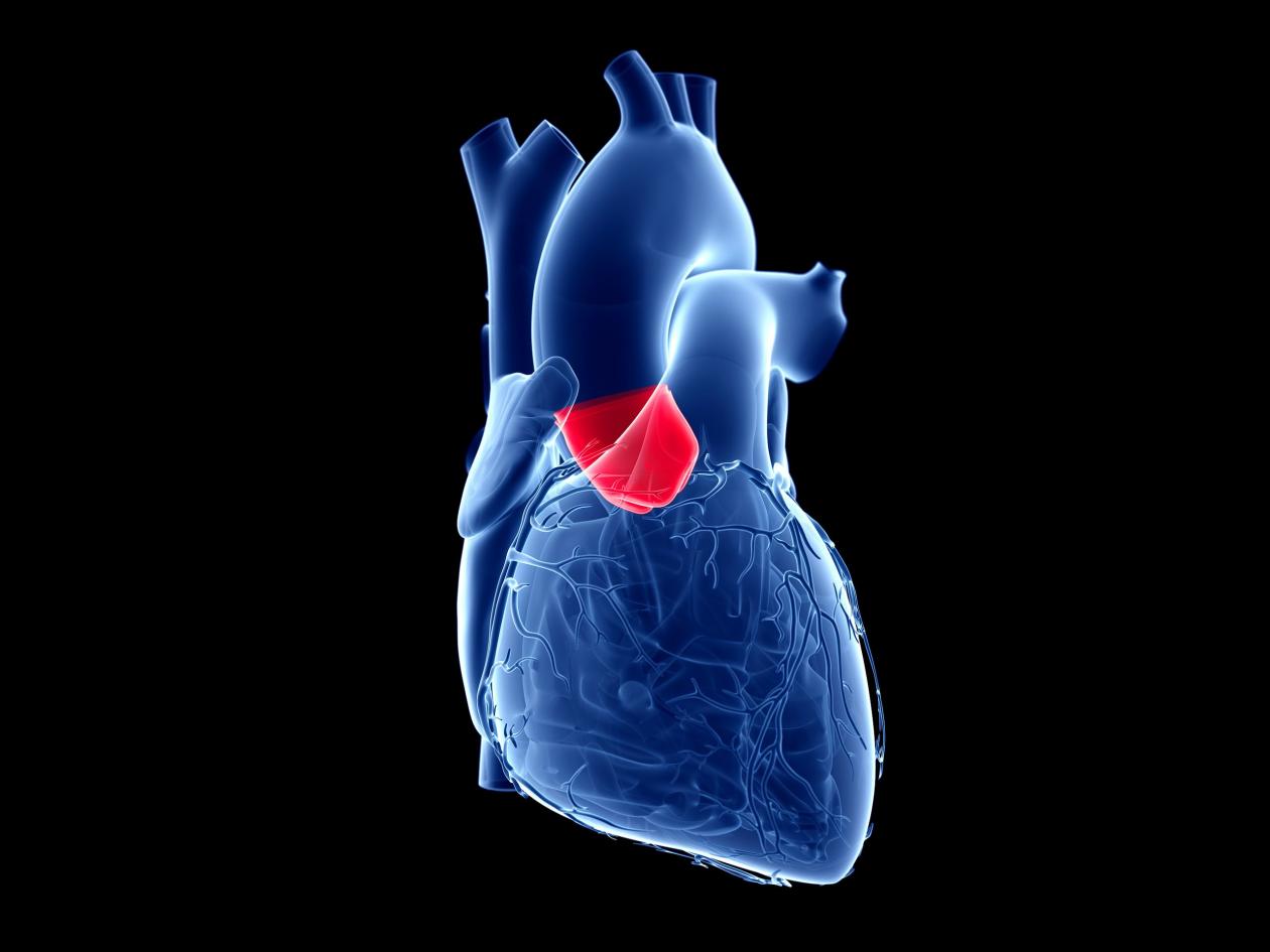 3d rendered medically accurate illustration of the aortic valve