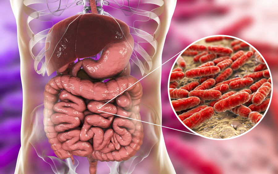 gut-bacteria-mikrovioma-enterou