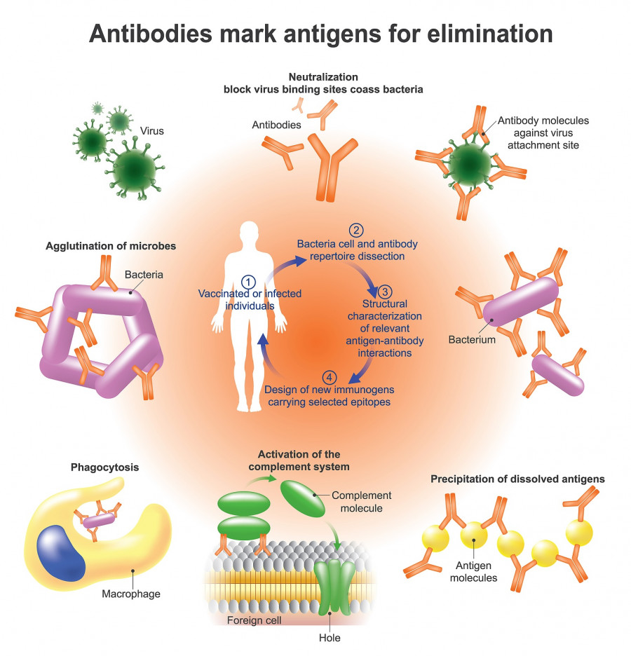 antibody-immunoglobulin