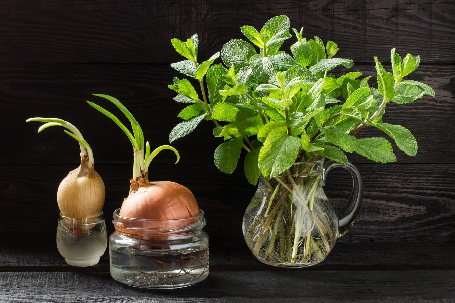 mint-green-onions-water