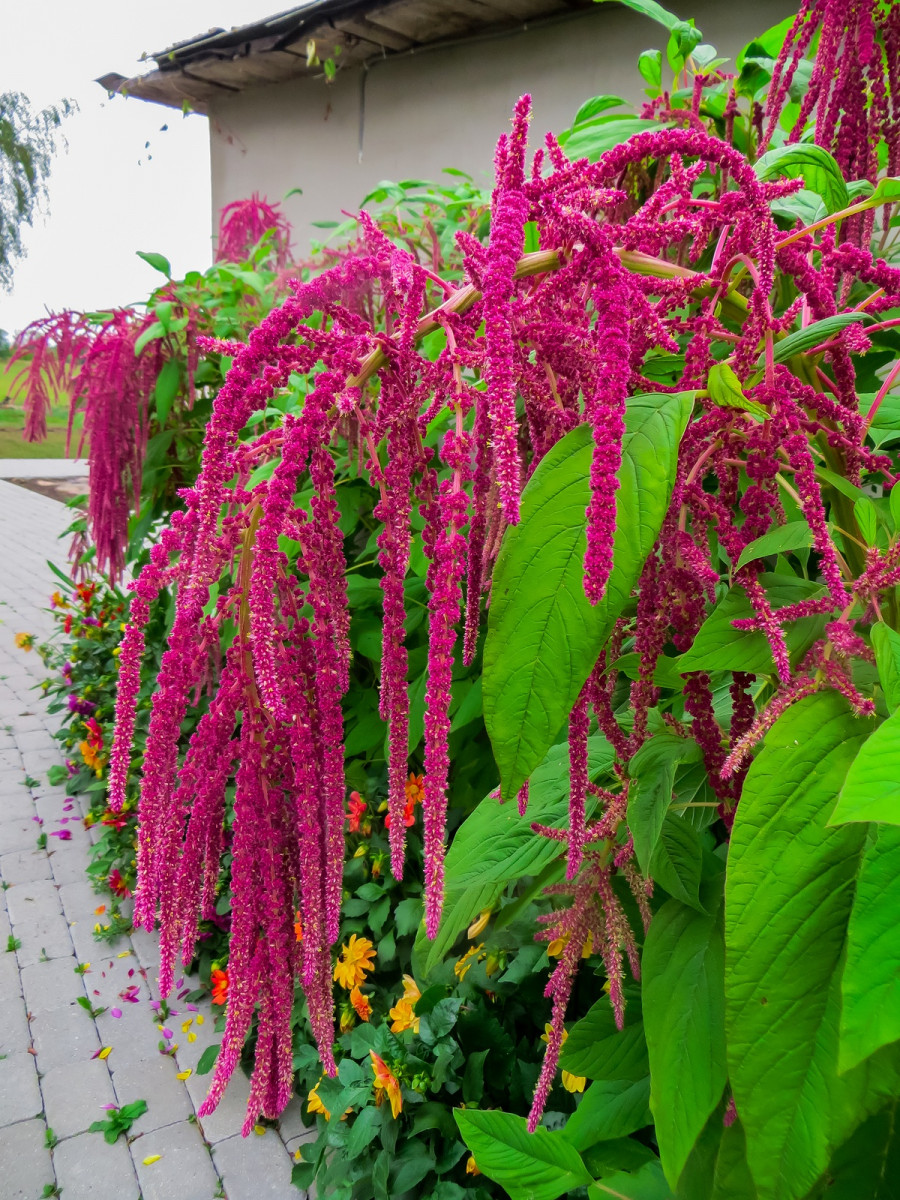 Amaranth