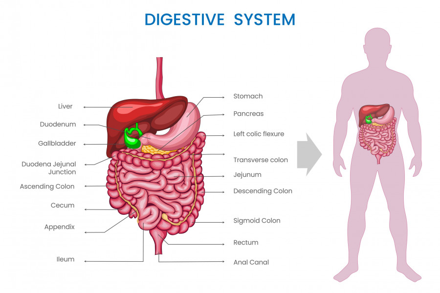 Digestive-System-peptiko-systhma