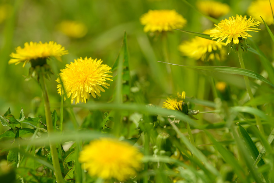 Yellow Dandelion Flowers (taraxacum Officinale)